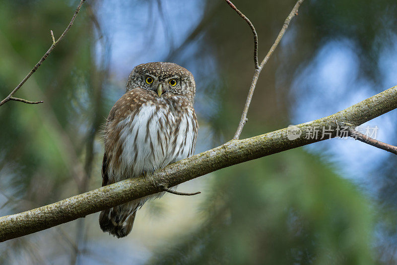 美丽的欧亚侏儒猫头鹰(Glaucidium passerinum)